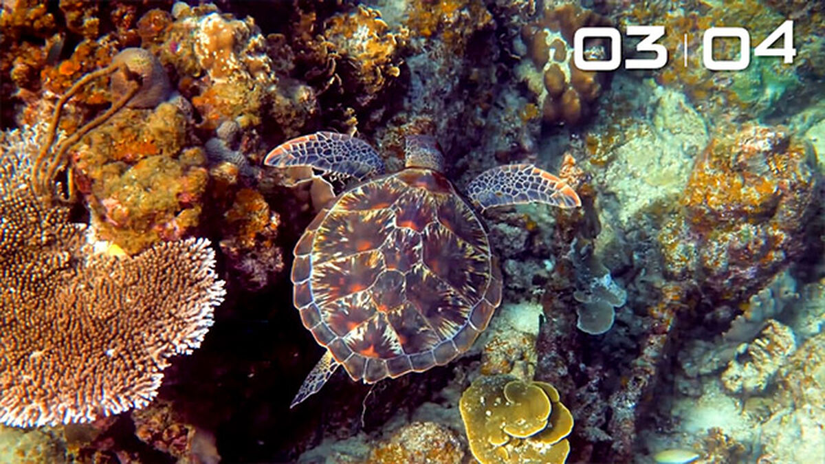 Under the Sea Countdown image number null